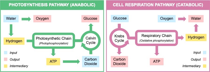 photo versus respiration
