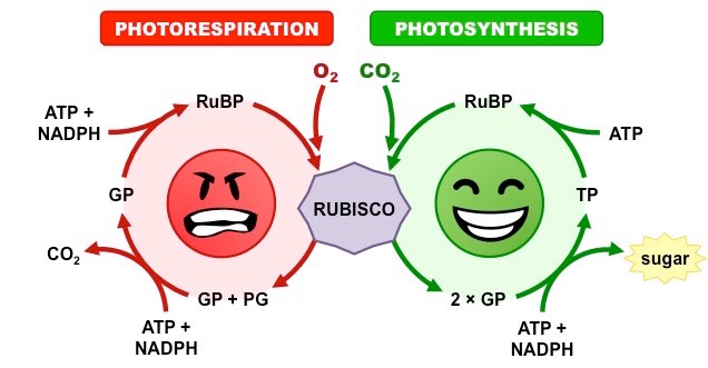 photorespiration
