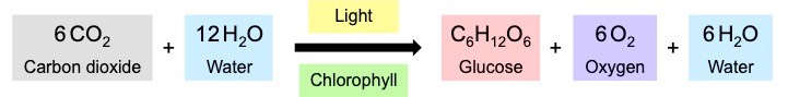 photosynthesis equation