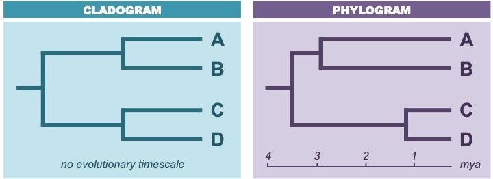 phylogram