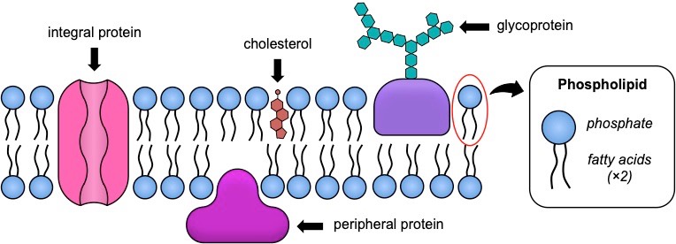 plasma membrane