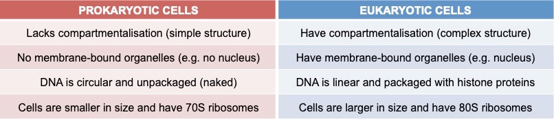 prokaryote vs eukaryote