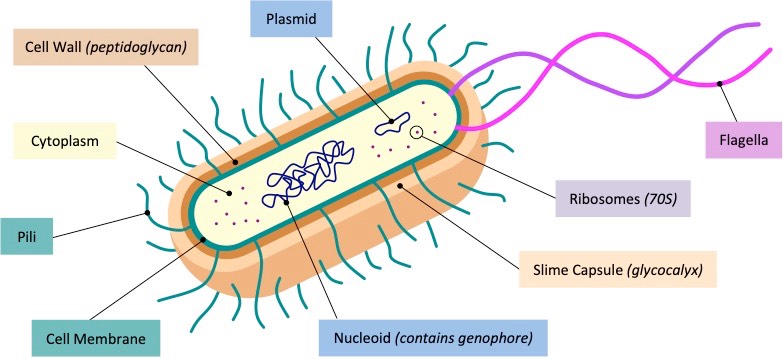 prokaryotic cell