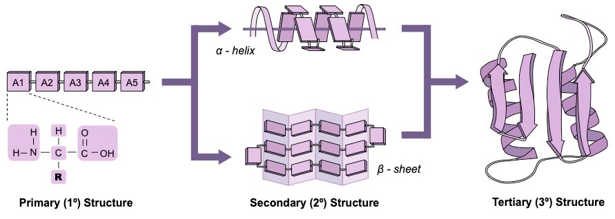 protein structure