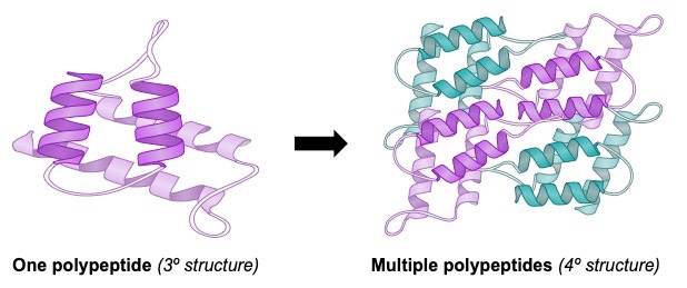 quaternary structure