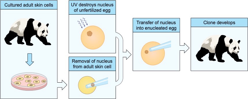 reproductive cloning