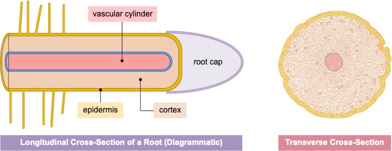 root