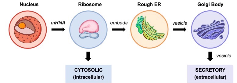 secretory pathway