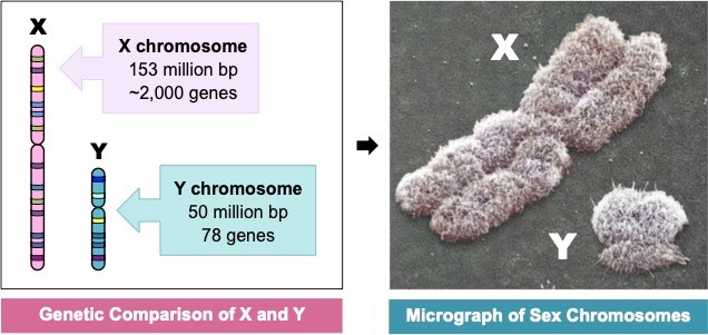 sex chromosomes