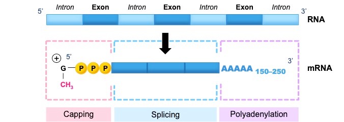 splicing