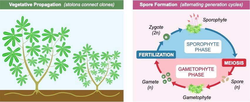spore formation