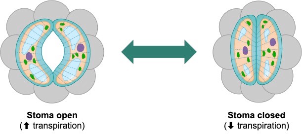 stomata