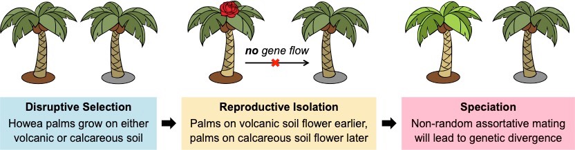 sympatric speciation