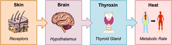 thyroxin