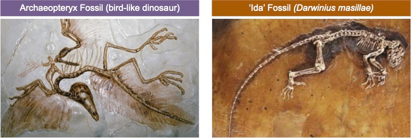 transitional fossils
