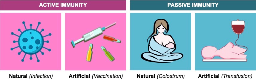 types of immunity