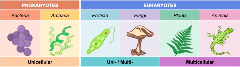 types of organisms