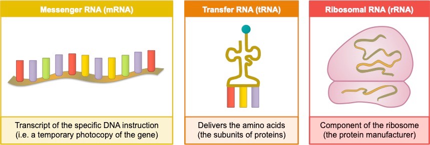 types of RNA