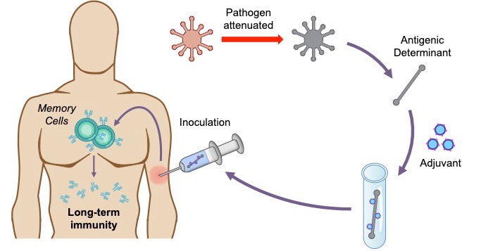 vaccination