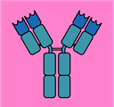 Adaptive Immunity