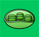 Chloroplasts