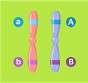 Dihybrid Crosses
