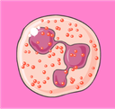 Leukocytes