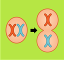 Meiosis