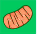 Mitochondria