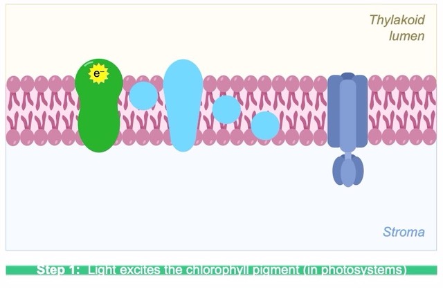 photophosphorylation-2