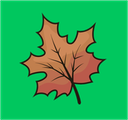 Plant Adaptations