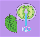 Plant Regulation