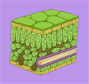 Plant Systems