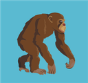 Primate Classification